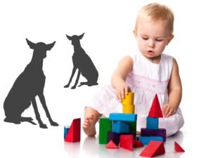 Chihuahuas